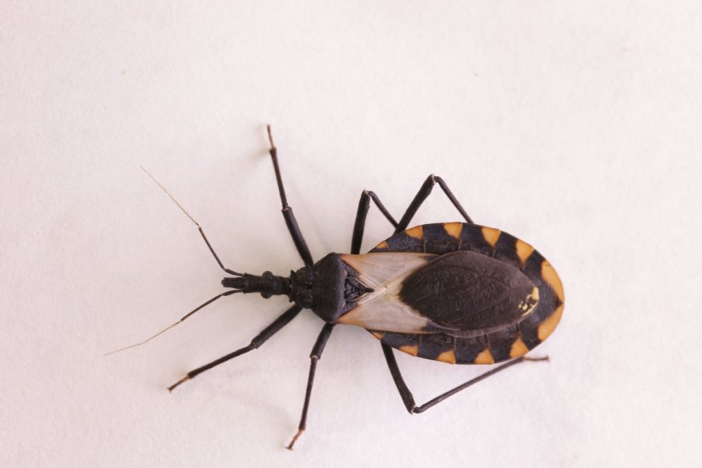 Los Triatominas, conocidos también como Pitos, son los insectos que transmiten la enfermedad de Chagas. Foto Shutterstock.