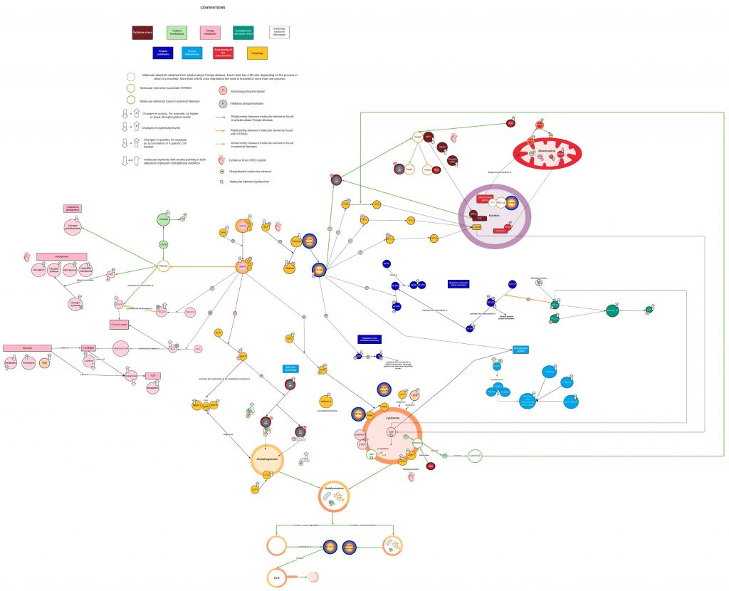 Esta red muestra las distintas interacciones entre procesos celulares y moleculares que dan como resultado la enfermedad de Pompe, y fue el producto principal de la investigación.  Para ver la imagen ampliada ingrese aquí. Fuente: artículo original.