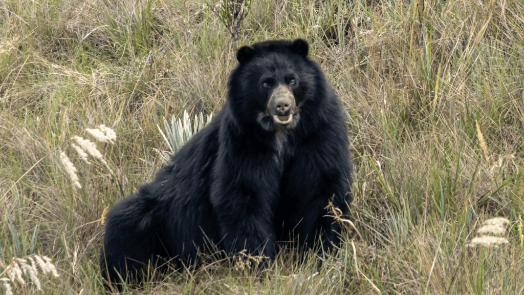Oso andino reposando en el Parque Nacional Natural Chingaza.