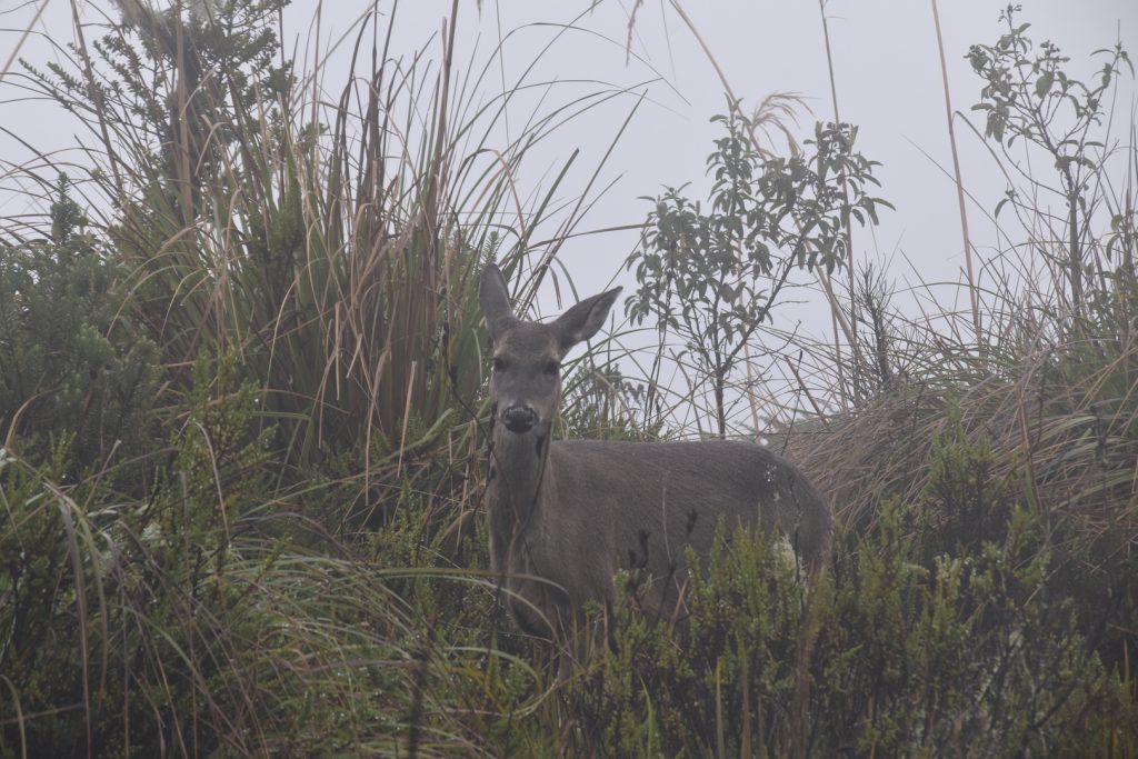 Uno de los venados que se acercó a la mini van en el PNN Chingaza, hogar del oso andino. Foto: Pesquisa Javeriana