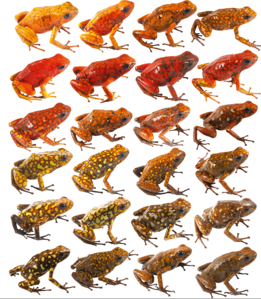 la ranita diablo es una única especie, sin embargo, presenta incontables patrones de coloración.