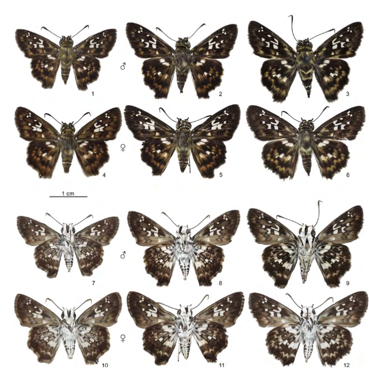 En esta imagen vemos tres especies diferentes, una en cada columna. Las llamamos especies crípticas por su dificultad de distinción.