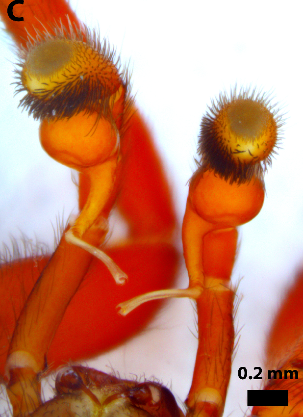Los pedipalpos de 'Nops mamoris' permitieron confirmar que se trataba de una nueva especie.