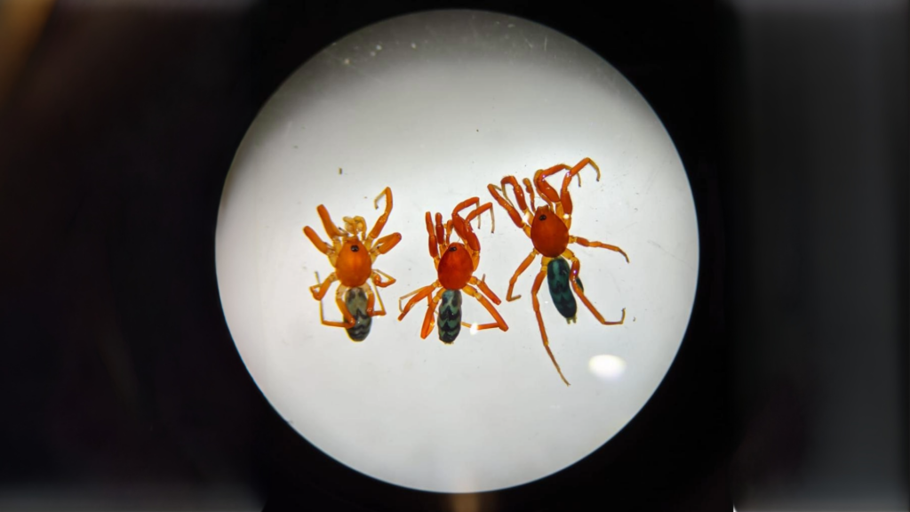'Nops mamoris' es la segunda especie de araña de su grupo descrita en Colombia.