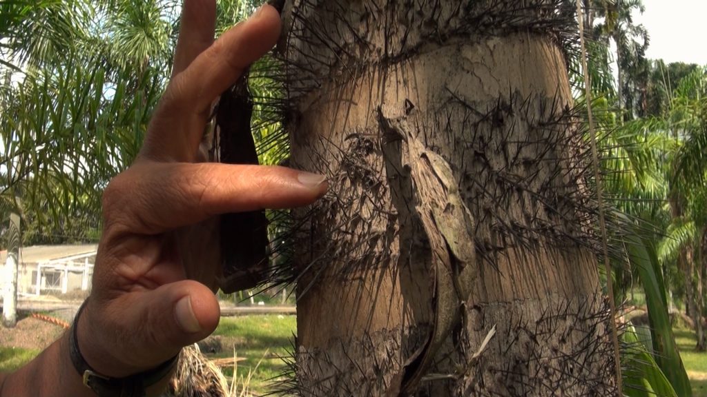 La palma de chontaduro se caracteriza por los aros espinas que rodean su corteza.