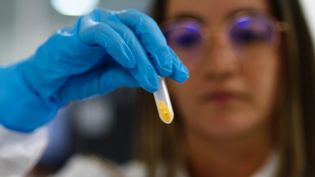 Estudios científicos del chontaduro a nivel molecular, exploran además de su valor nutricional, otras aplicaciones.