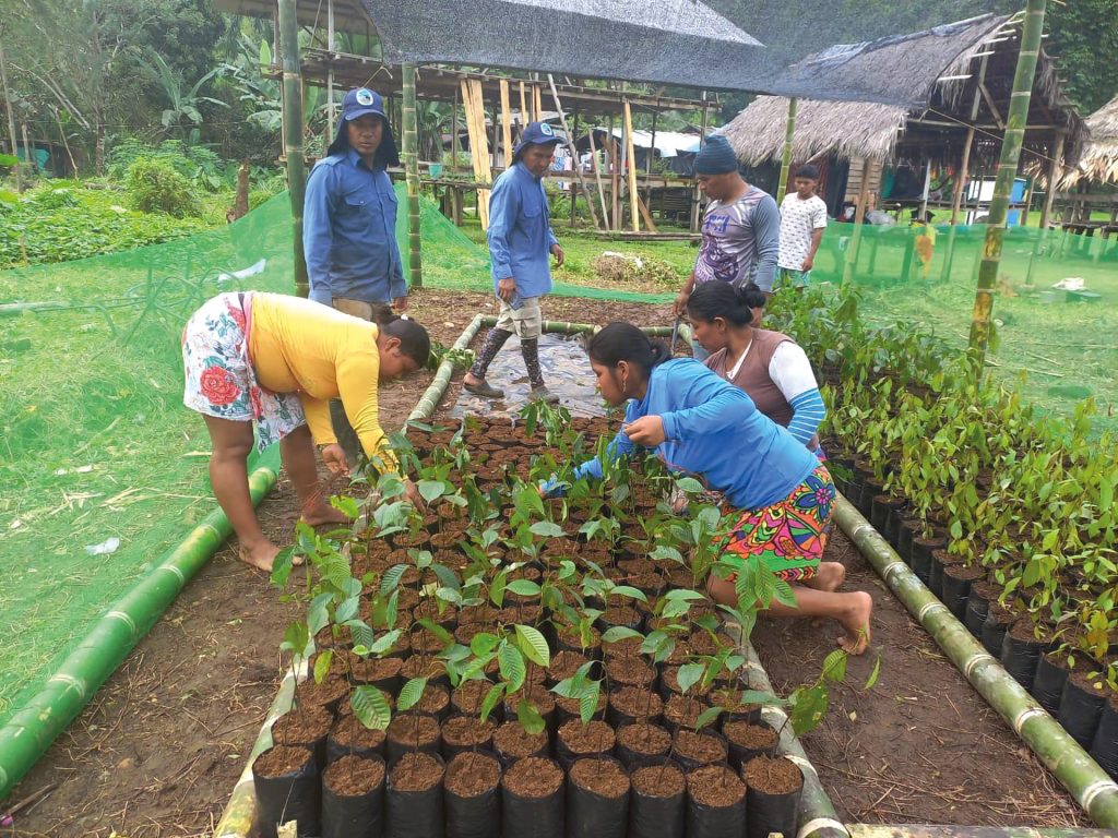 Parque Nacional Natural Utría. Investigadores de la Pontificia Universidad Javeriana, seccional Cali, llevaron a cabo actividades de restauración coralina y terrestre, así como de fortalecimiento de la capacidad local instalada en las comunidades indígenas emberá que habitan uno de los ecosistemas más importantes del Chocó.