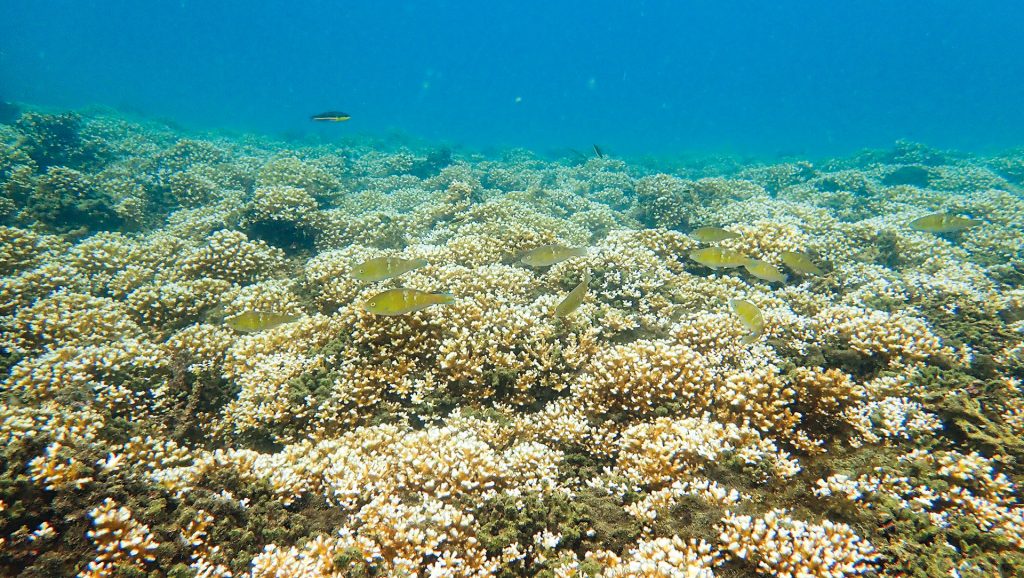 Parque Nacional Natural Utría. Investigadores de la Pontificia Universidad Javeriana, seccional Cali, llevaron a cabo actividades de restauración coralina y terrestre, así como de fortalecimiento de la capacidad local instalada en las comunidades indígenas emberá que habitan uno de los ecosistemas más importantes del Chocó.