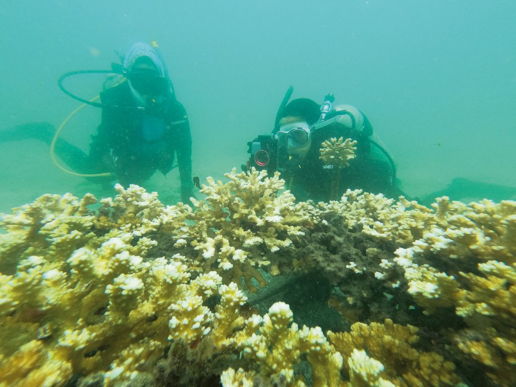 Parque Nacional Natural Utría. Investigadores de la Pontificia Universidad Javeriana, seccional Cali, llevaron a cabo actividades de restauración coralina y terrestre, así como de fortalecimiento de la capacidad local instalada en las comunidades indígenas emberá que habitan uno de los ecosistemas más importantes del Chocó.