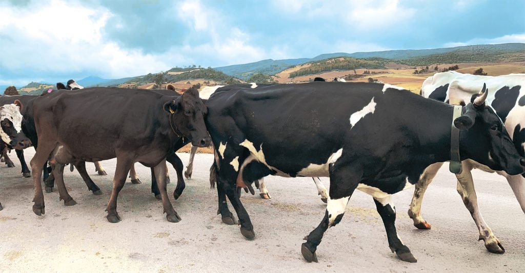 Una investigación javeriana, llevada a cabo en el páramo Cruz Verde-Sumapaz, advierte que la ganadería tradicional se adapta poco al cambio climático, y propone transformar el modelo productivo sostenible con la articulación de enfoques preventivos, políticas públicas efectivas y saberes locales.