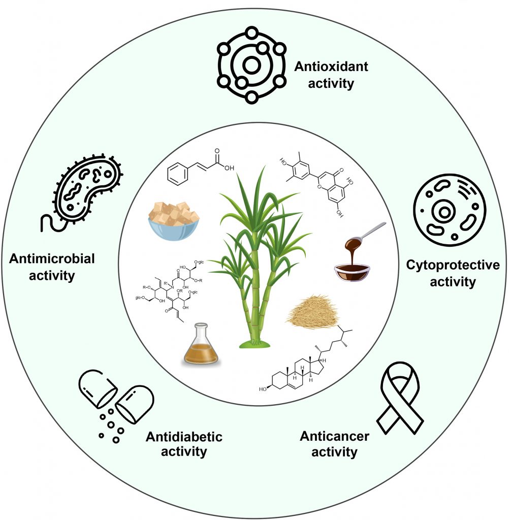 Subproductos infravalorados de la caña de azúcar contienen bioactivos que podrían proteger la salud