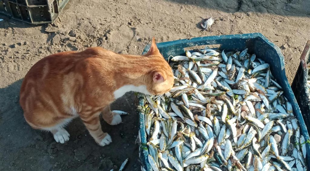 En Minamata, los gatos comían peces contaminados con mercurio.