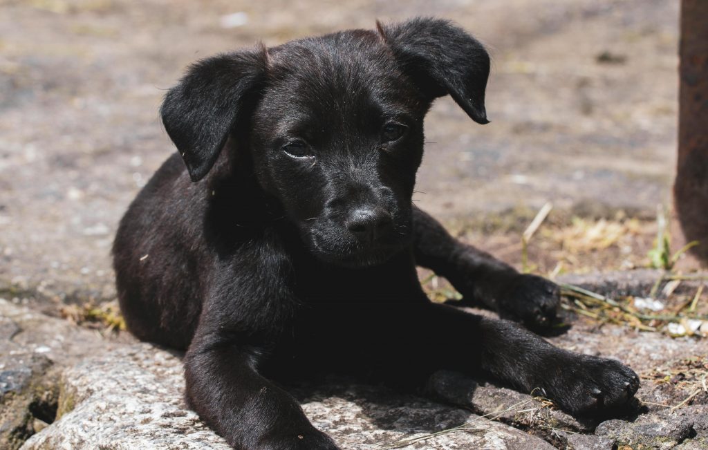 Algunos perros en el Chocó acompañan a sus dueños en actividades de minería.