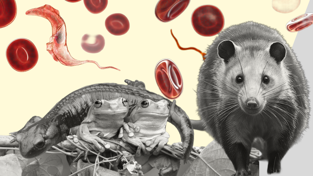 Aunque históricamente se ha asociado a la enfermedad de Chagas con la picadura del “pito”, la evidencia científica demuestra que la transmisión oral de la enfermedad es una preocupación creciente para la salud pública.