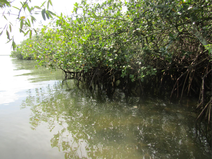 El mar que avanza frente a Tumaco: ciencia para decidir cómo y dónde proteger la costa   