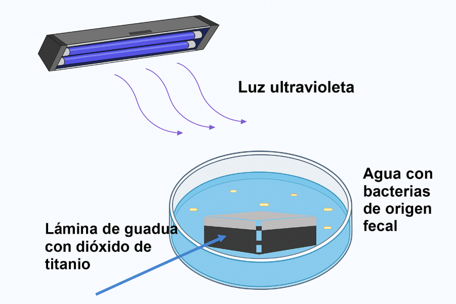 La guadua, símbolo de construcción sostenible, ahora también sirve para limpiar agua. Investigadores javerianos lograron que, al combinarla con dióxido de titanio y luz ultravioleta, se inactiven bacterias peligrosas como Salmonella y la E. coli. 