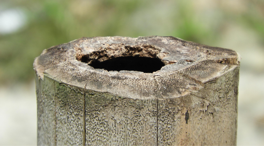 La guadua, símbolo de construcción sostenible, ahora también sirve para limpiar agua. Investigadores javerianos lograron que, al combinarla con dióxido de titanio y luz ultravioleta, se inactiven bacterias peligrosas como Salmonella y la E. coli. 