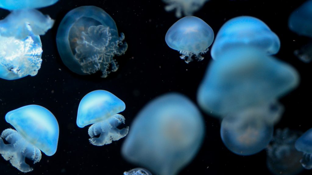 Las medusas se han adaptado para vivir en las distintas profundidades del océano.