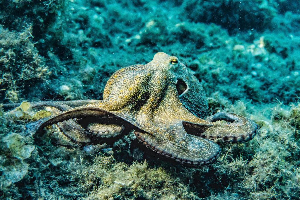 Los cuerpos suaves de los pulpos, junto a otras criaturas oceánicas, surgen como una adaptación a la presión del agua.