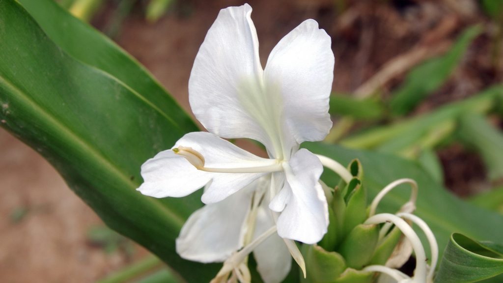 La mata andrea es una planta potencialmente invasora que ya ha llegado a algunos Parques Nacionales de Colombia. Foto: Pexels