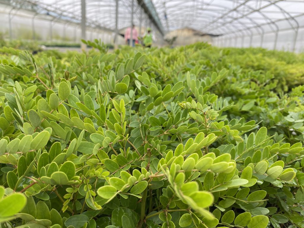 INVIMA, a un paso de aprobar los fines terapéuticos del dividivi La exploración de las aplicaciones terapéuticas del dividivi también ha consolidado la cadena de valor con un trabajo articulado con agricultores del municipio de Villa de Leyva, en Boyacá, orientado cultivo de la planta.