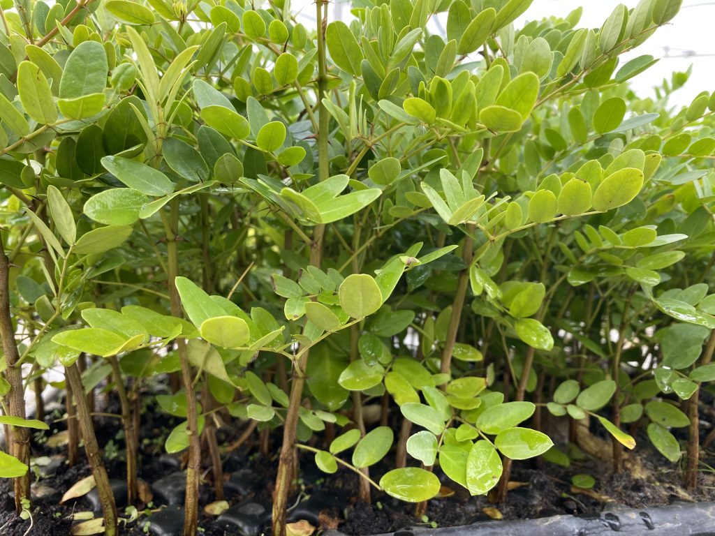 Un medicamento basado en dividivi está indicado como coadyuvante inmunomodulador en el manejo de enfermedades respiratorias virales asociadas al SARS-CoV-2 y reduce la severidad de los síntomas.