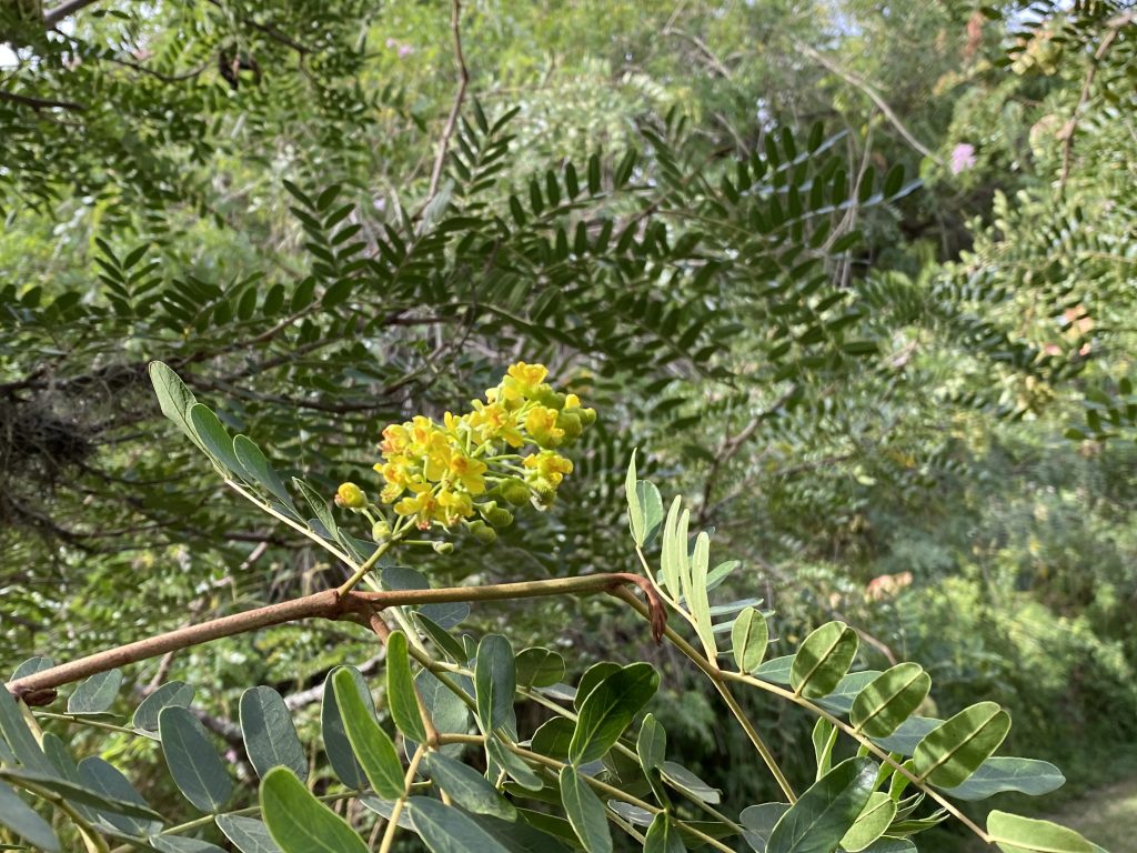 El dividivi es un árbol nativo ampliamente conocido en distintas regiones del país por sus usos medicinales tradicionales, en particular en infusiones preparadas a partir de sus vainas y corteza, utilizadas de forma popular por sus propiedades astringentes.