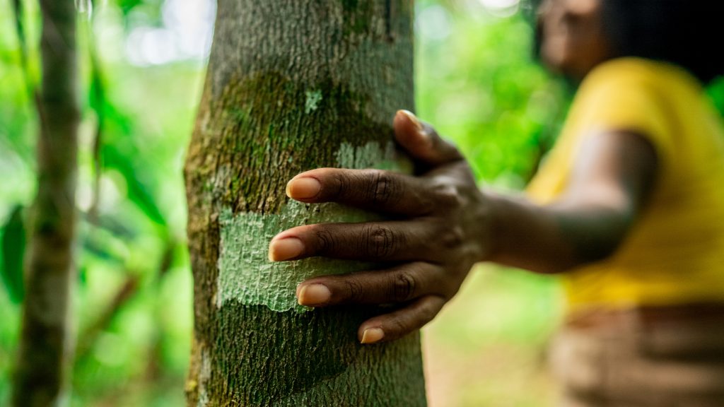 El extensionismo forestal podría ser una nueva forma de aprovechar los bosques de manera sostenible. Foto: Istock