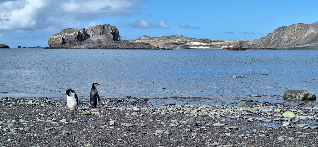 Pingüinos barbijos en la Antártida