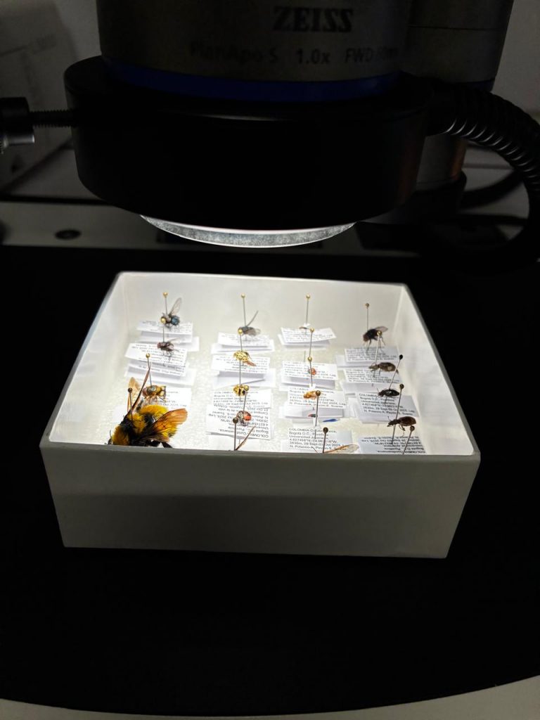 Algunos insectos en el Laboratorio de Entomología de la Javeriana.
