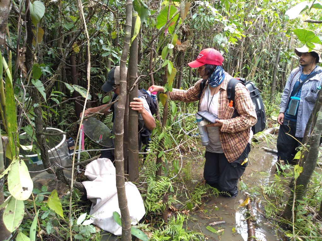 El equipo de COLFLUX toma muestras para el análisis de carbono en el suelo de un humedal en el Parque Nacional Natural Amacayacu. Foto: COLFLUX