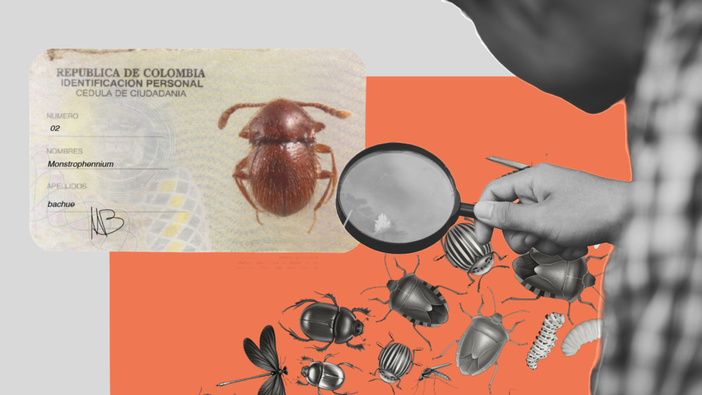 Así es el nuevo escarabajo descrito por investigadores javerianos, que bautizaron en honor a la diosa muisca Bachué.