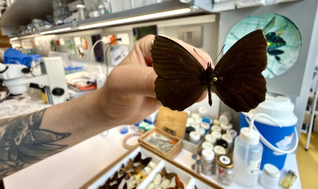 El pulso del páramo se toma con mariposas Las mariposas diurnas de páramo podrían guardar información vital para la conservación en sus genes. Foto: Pesquisa Javeriana
