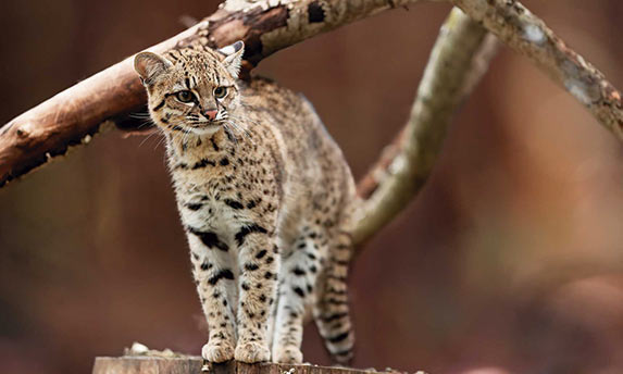 Científicos javerianos descubren una nueva especie de felino, el gato de Nariño