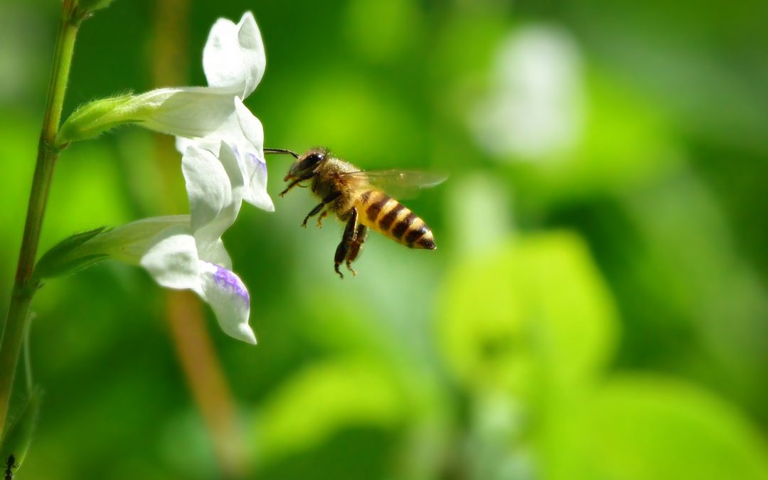 Día mundial de las abejas