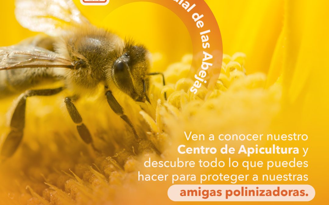 Celebrando a las abejas: Conoce el enfoque sostenible de la Javeriana en su preservación